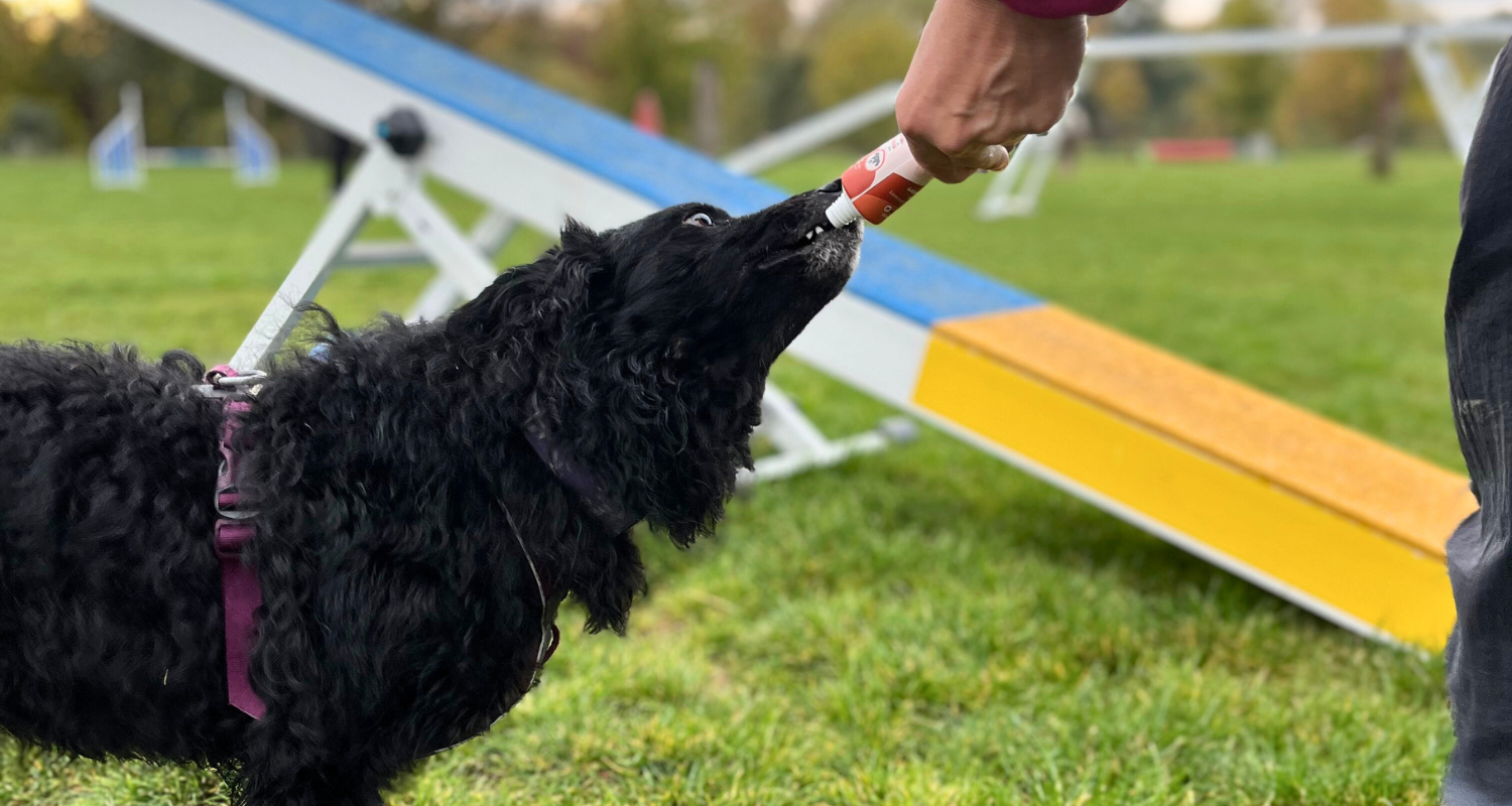 Extra motivácia pre psa: pamlsky, po ktorých sa len zapráši