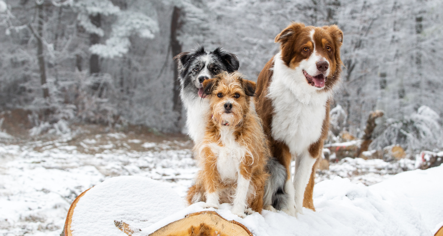 Ako podporiť imunitu psa počas zimy? 4 praktické rady, ktoré fungujú ❄️