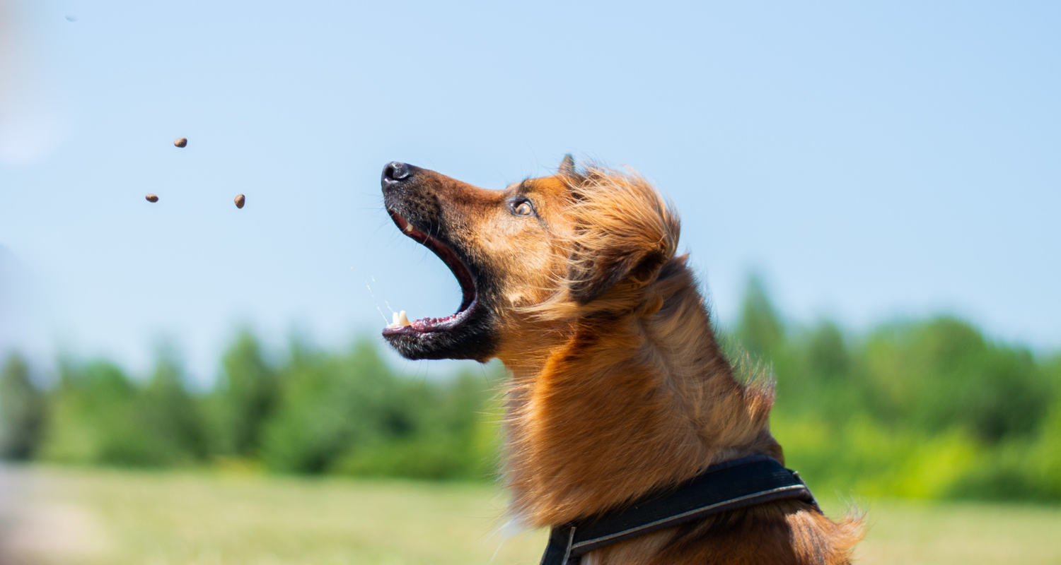 5 tipov na tréningové pamlsky