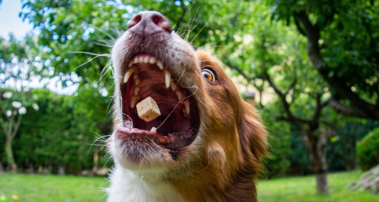 Koľko pamlskov môže pes denne zjesť?