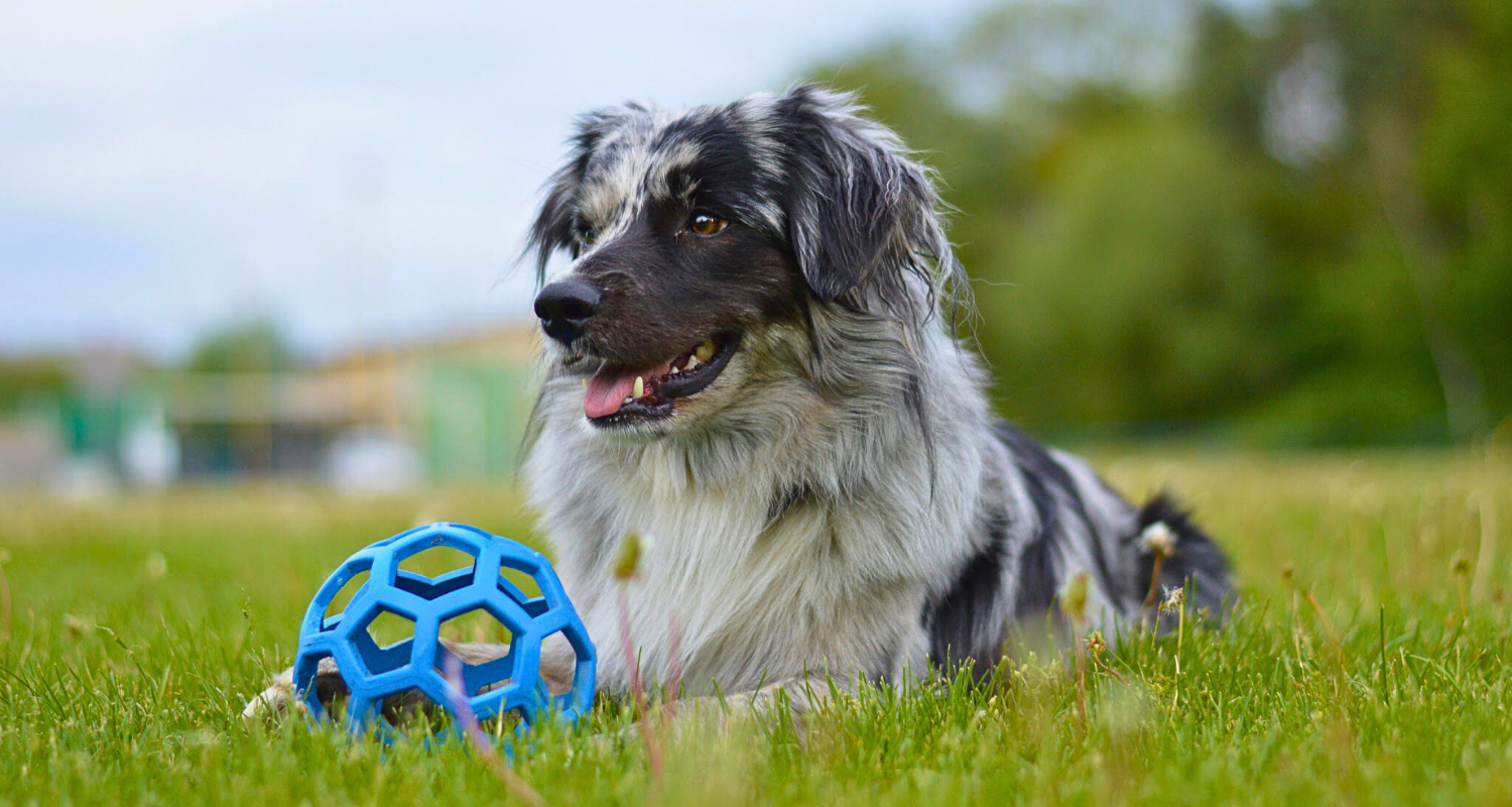 Top 3 tréningové hračky