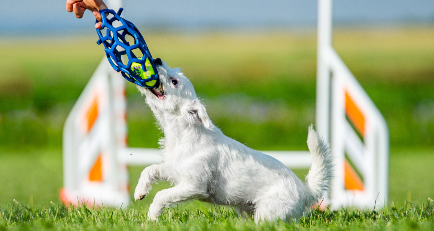 Tréningové hračky