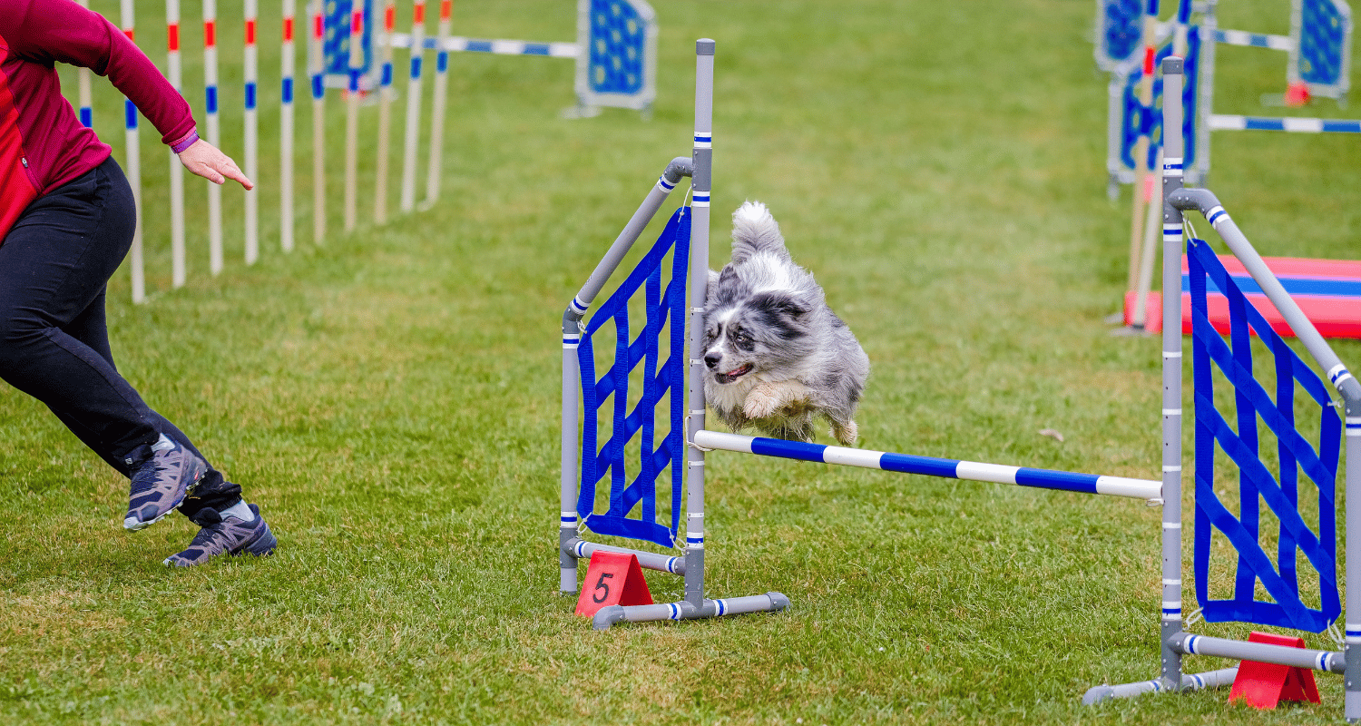 Výbava, ktorú odporúčam nosiť na agility tréning