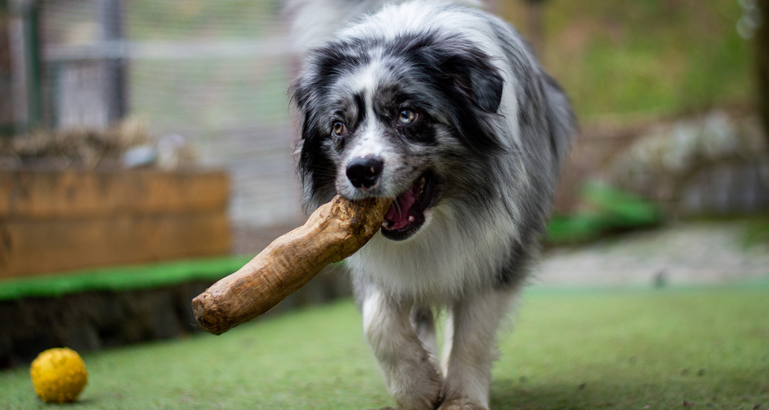 Týmto pamlskom pre psov sa radšej vyhnite