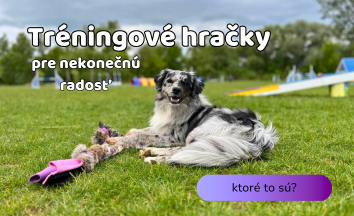 spokojný pes so svojou hračkou po agility tréningu