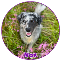 Nox