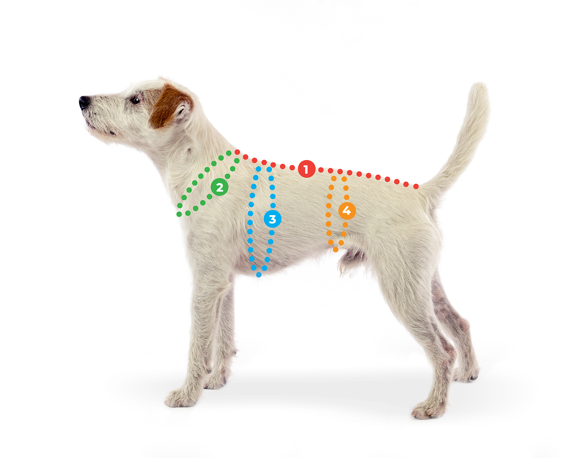 1_Coat_Measurements