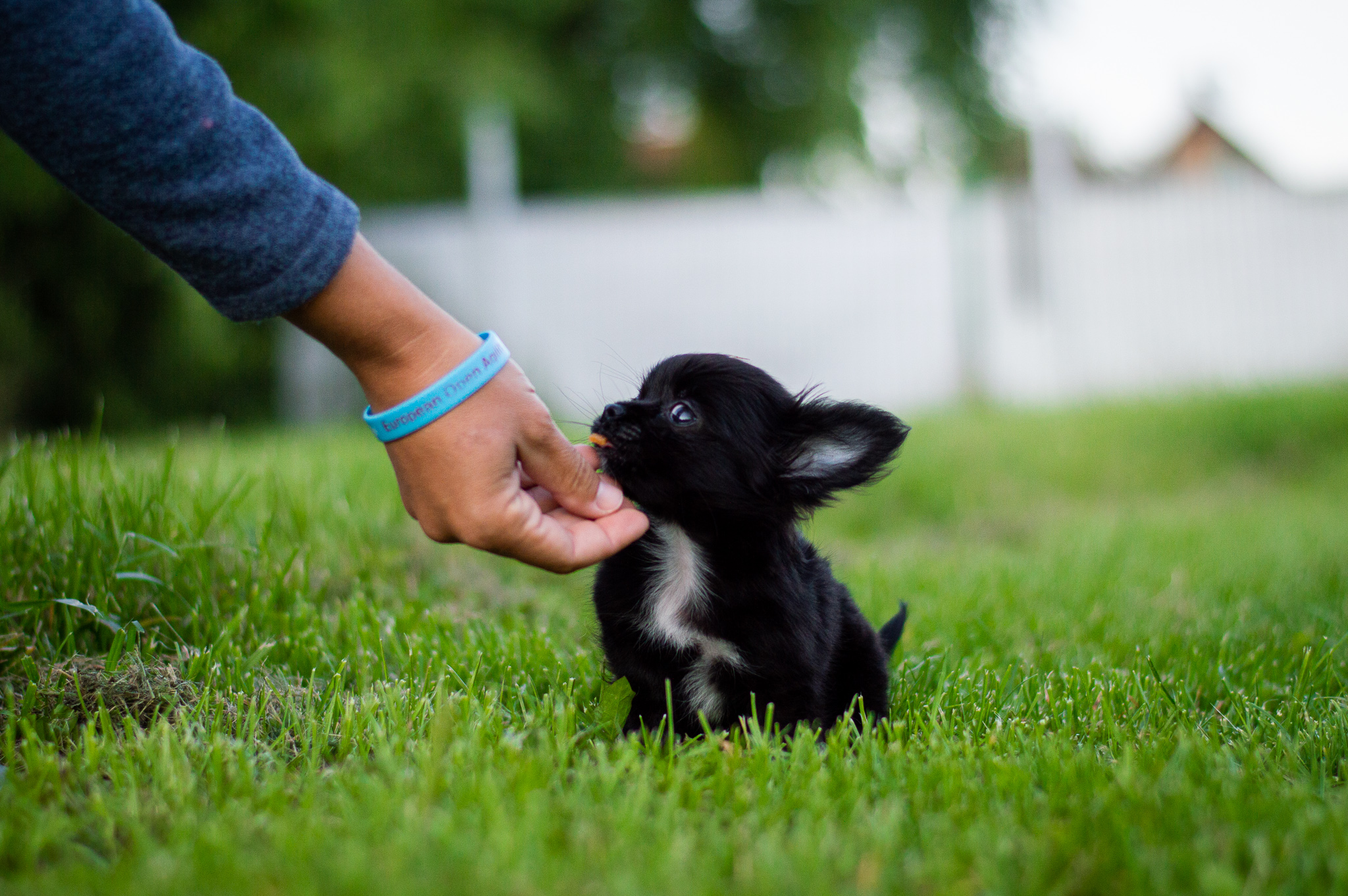 pamlsky pre mini psíkov