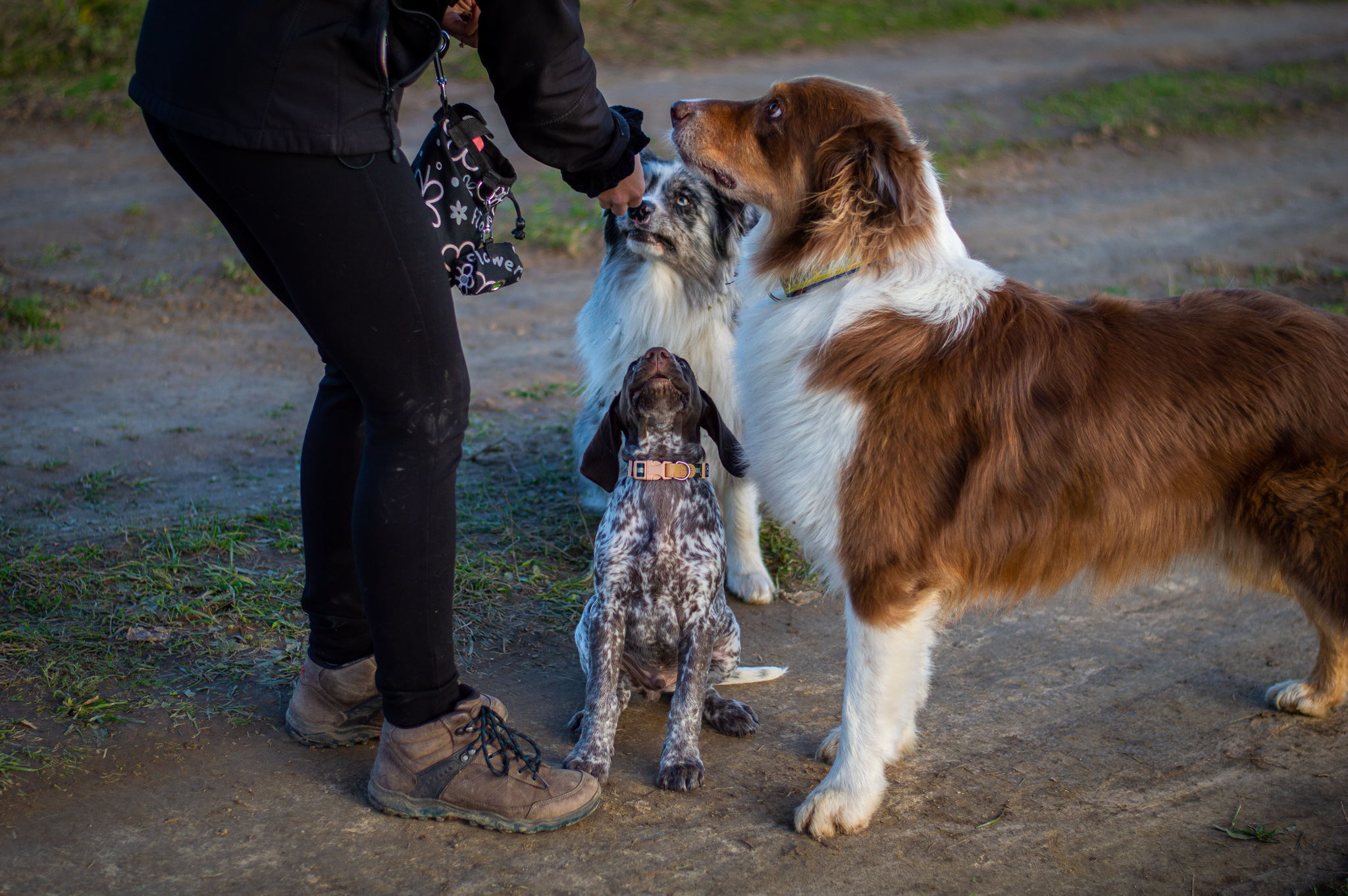rozdávajú sa pamlsky