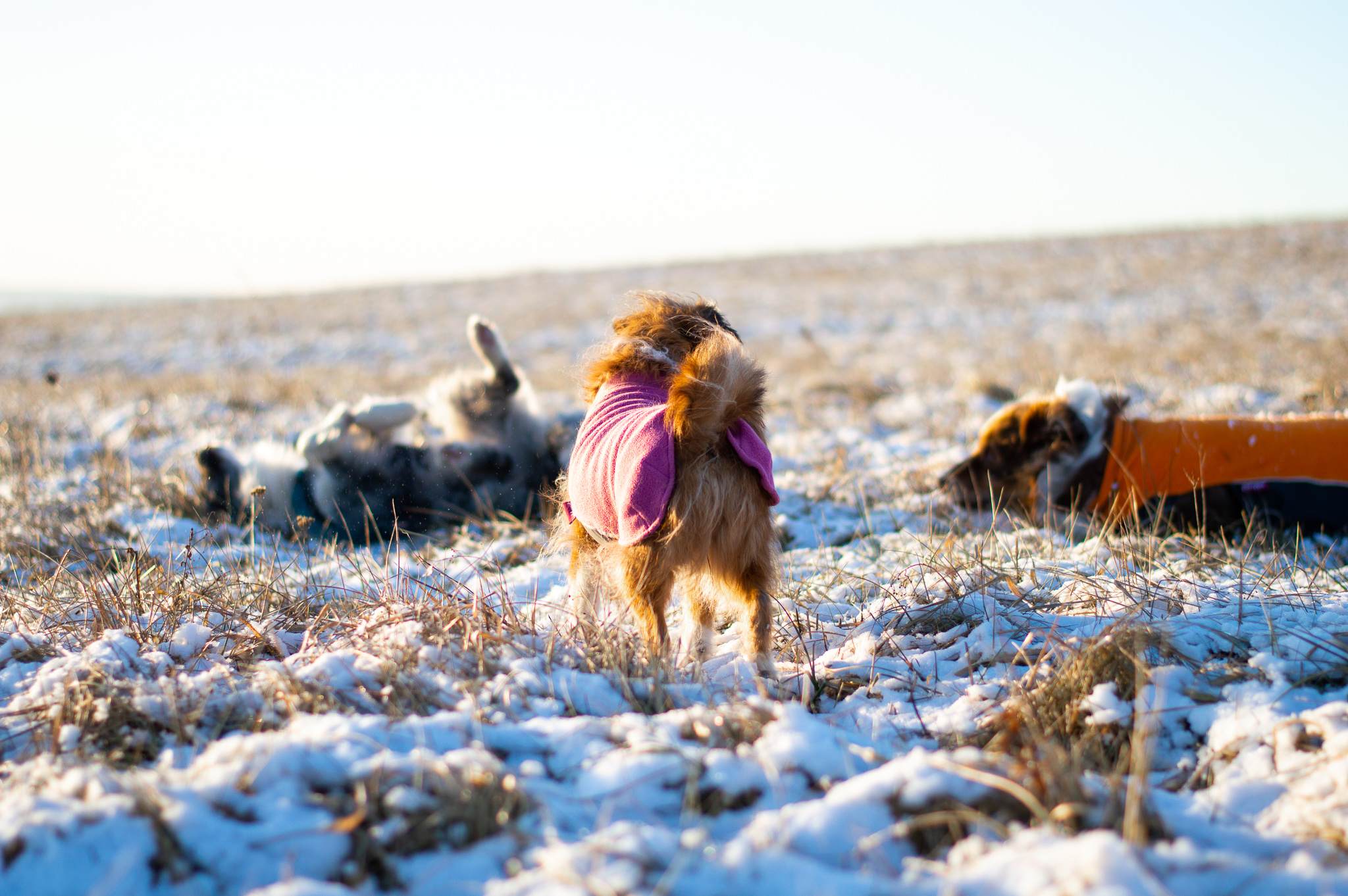 prechádzka so psami v zime