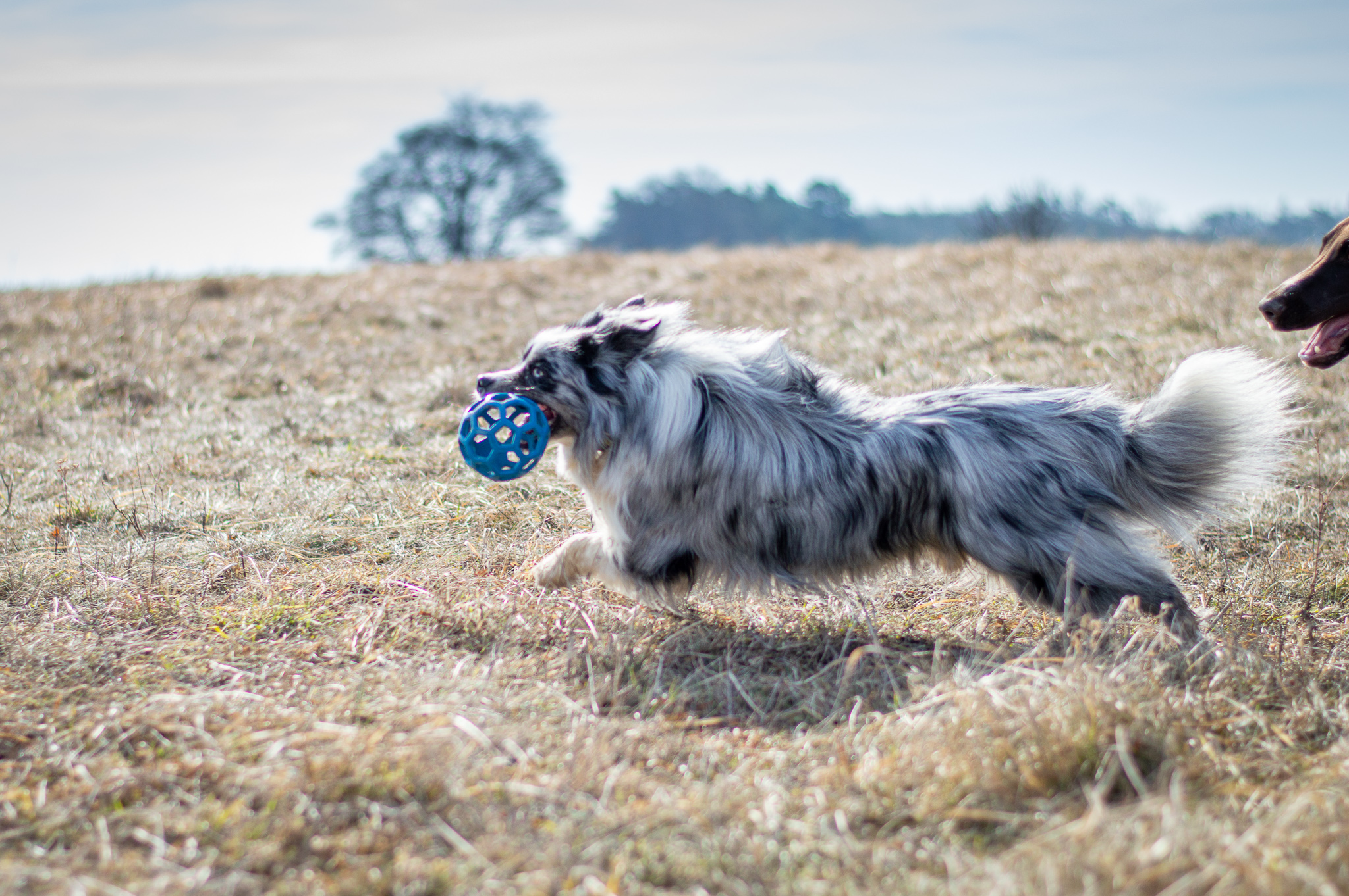 obľúbená hračka na tréning aj voľnočasové aktivity dierovaná lopta JW