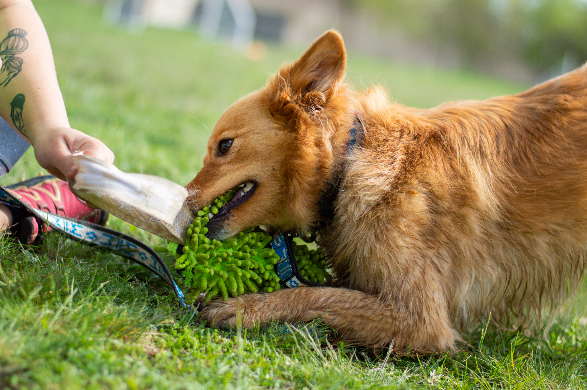 pes sa hrá na tréningu