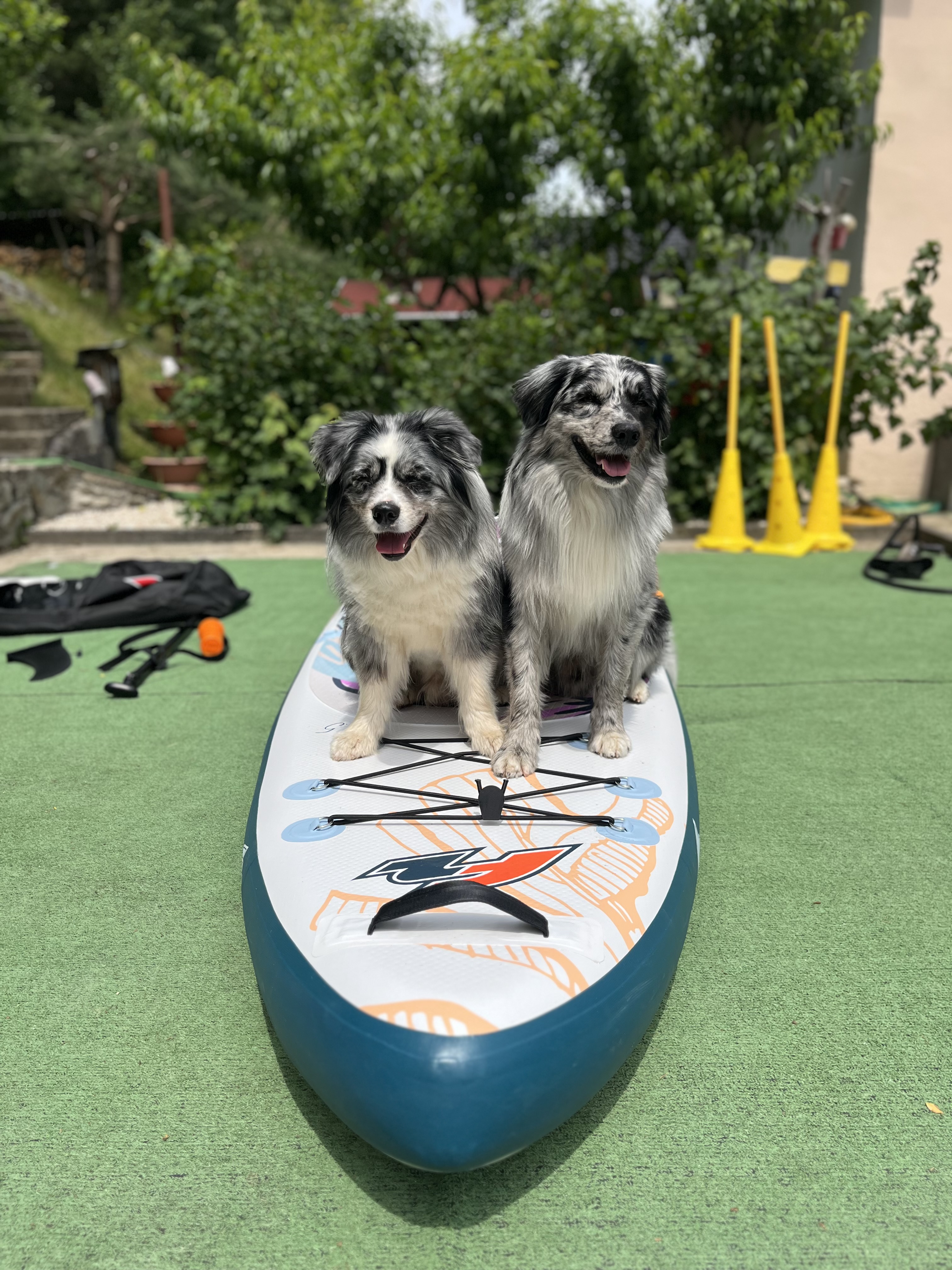 zoznamujeme psa s paddleboardom