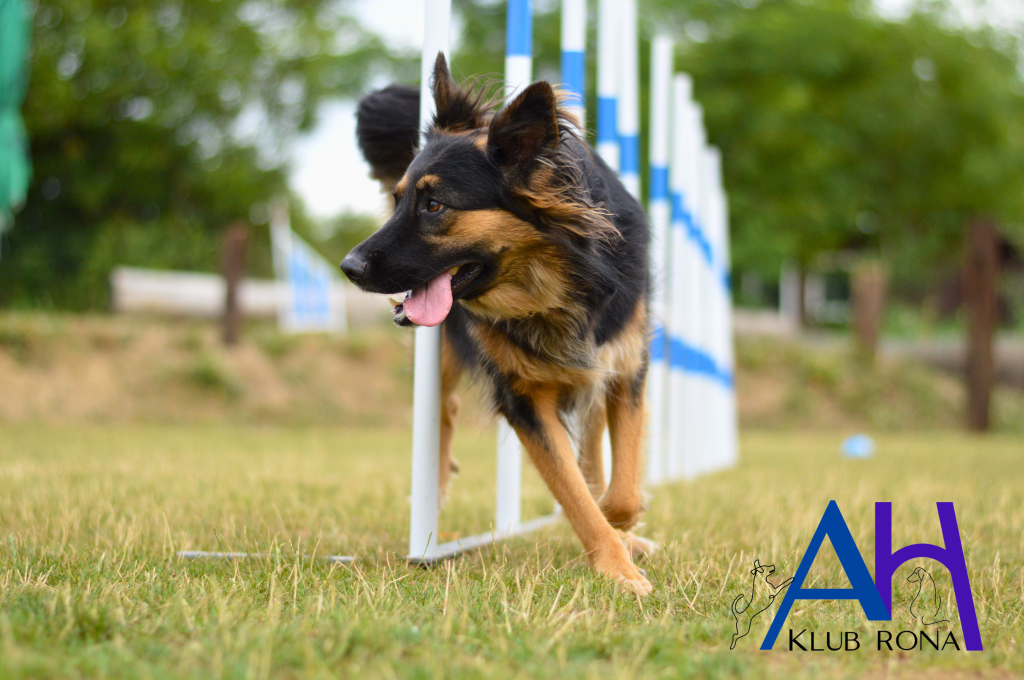 agility hoopers klub rona tréning