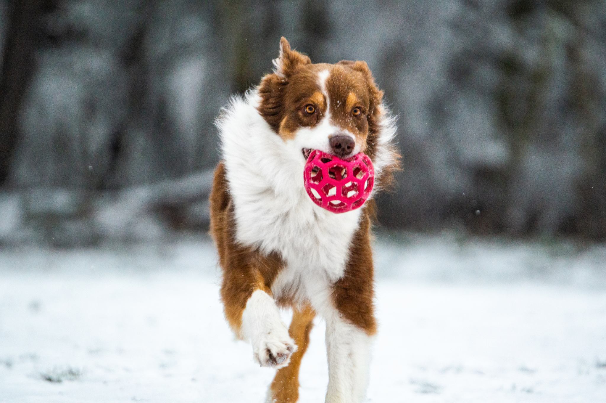 zábava s jw dierovanou loptou aj v zime