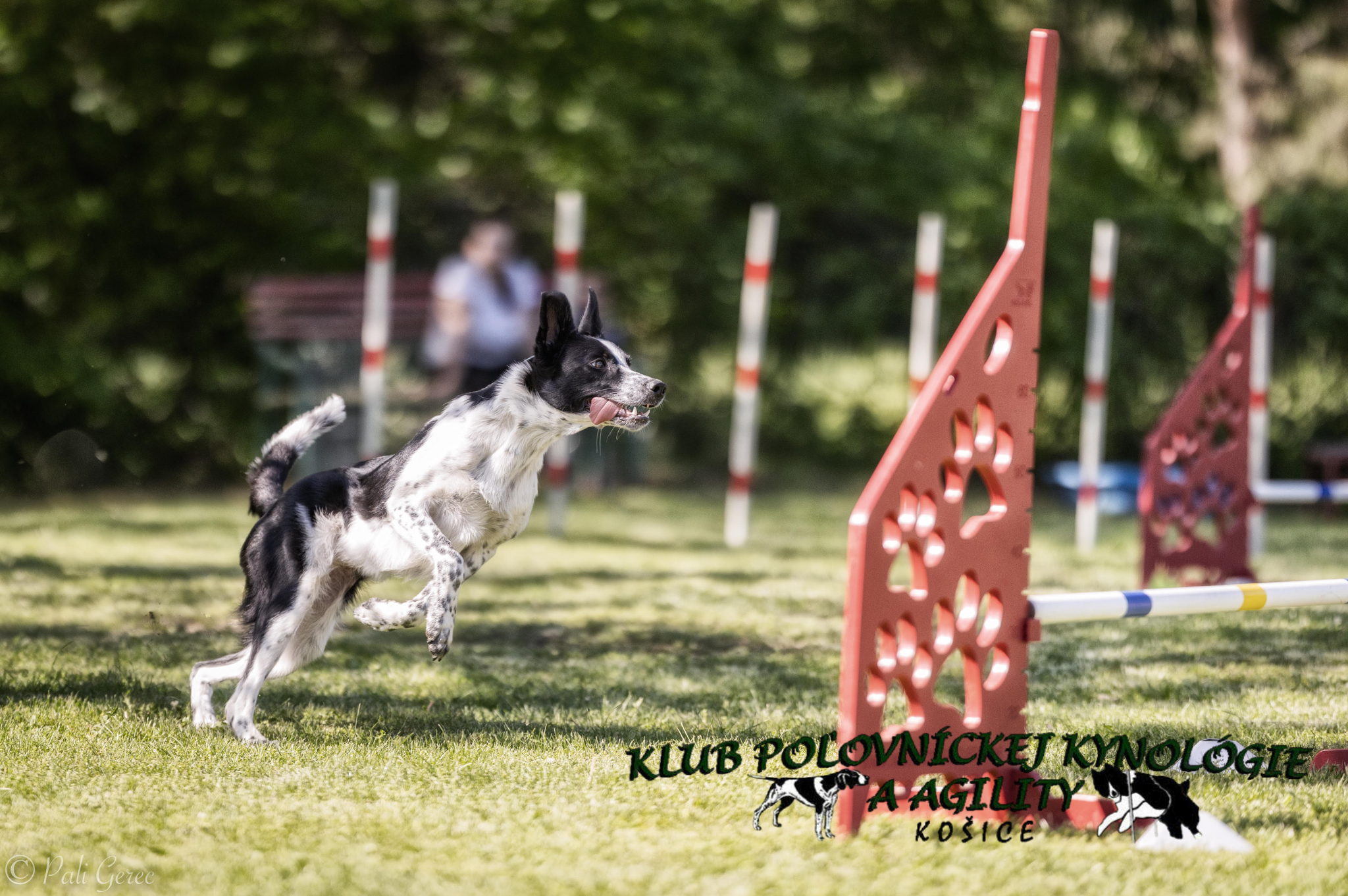 klub poľovníckej kynológie a agility tréning