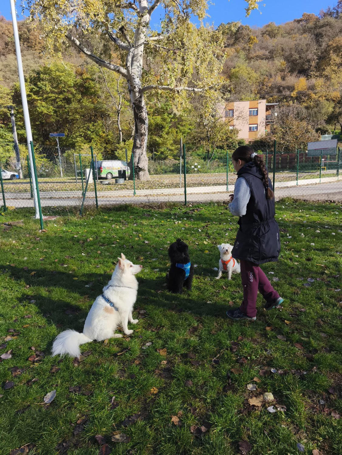 Natália Jureková - tréning psov