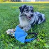 hracka pre psa softshellova raja s kralicou kozusinou modra1