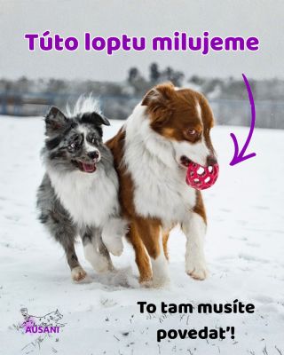 Aj povieme … 😅💜 JW roller je široko ďaleko najobľúbenejšou loptou pre psy 🐾🐕 Tak a teraz sa priznajte… koľko ste ich už...