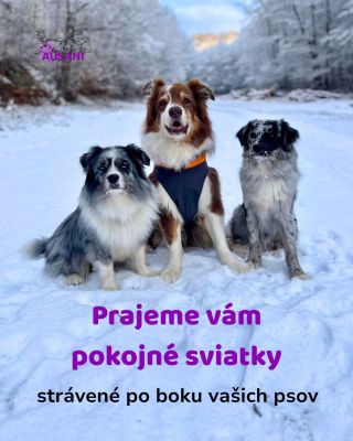 Najlepší darček pre psa sa nedá zabaliť. Je to náš čas. Naša pozornosť. Spoločné chvíle. Prechádzky, tréningy, ticho aj...