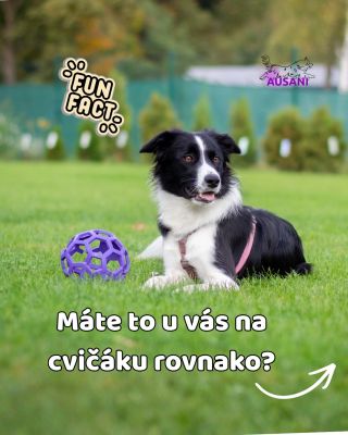 Je to tak, farebné preferencie musia občas ísť bokom 😅 Ešte dobre, že na bežné venčenia to neplatí 😃 A teraz sa priznajte...