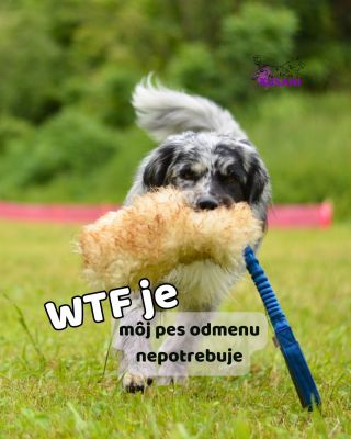 Vyberám pár mojich obľúbených na agility tému ako inak 👀😎 Posledné je topka, toto keď vidím… ach…hlavne keď to robia...