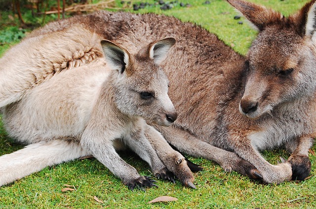 Kangaroo