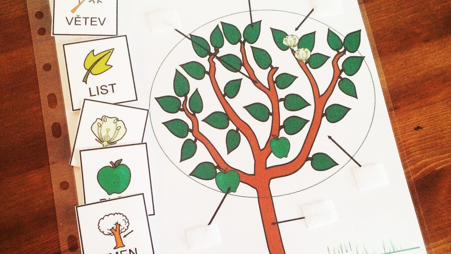 Přírodopis – části rostliny, stromu (strukturovaný úkol)