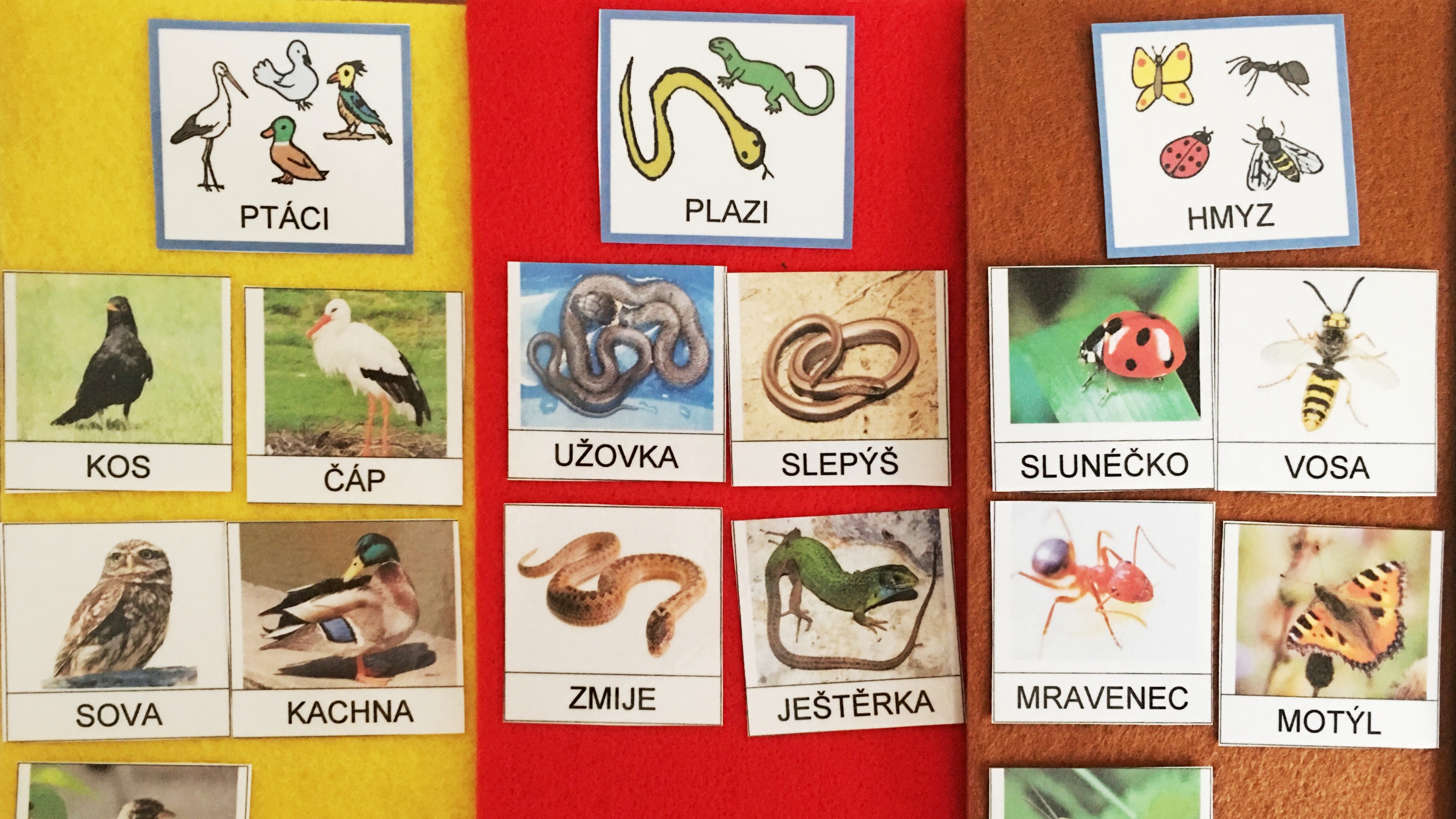 Obrázkové kartičky – přírodověda, třídění živočichů do skupin