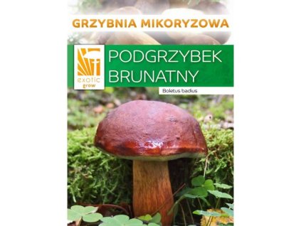 Hřib hnědý ( Boletus badius ) mykorhyzní mycelium