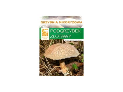 Hřib plstnatý  (Xerocomus subtomentosus)- mykorhyzní mycelium