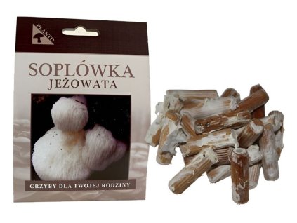 Korálovec ježatý (Hericium erinaceus) 20 ks - podhoubí na kolících