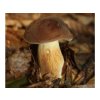 Hřib hnědý ( Boletus badius ) mykorhyzní mycelium