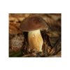 Hřib hnědý ( Boletus badius ) mykorhyzní mycelium