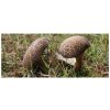 Hřib plstnatý  (Xerocomus subtomentosus)- mykorhyzní mycelium
