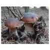 Hřib smrkový ( Boletus edulis ) mykorhyzní mycelium