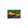 Liška obecná ( Cantharellus cibarius ) mykorhyzní mycelium