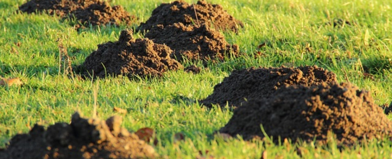 Co Vás nejvíce zajímá na odpuzovačích škůdců
