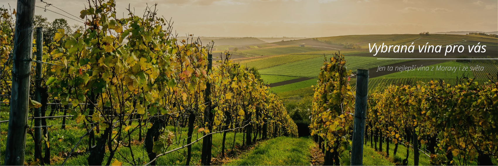 Vybraná vína pro Vás