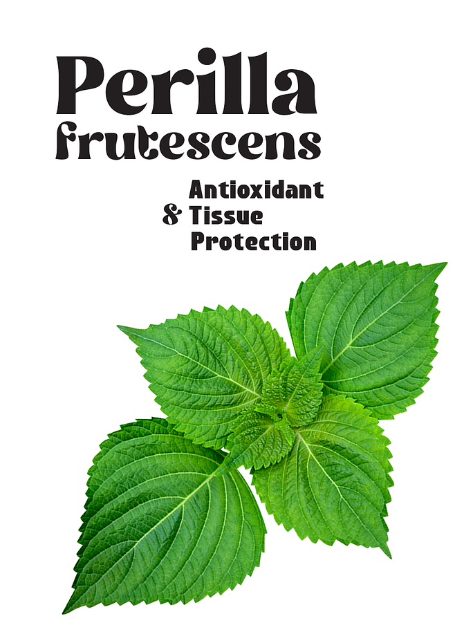 Perilla frutescens: A Traditional Botanical with Modern Scientific Interest