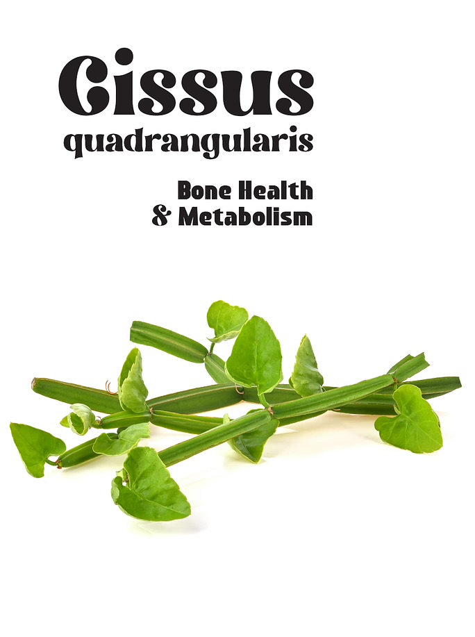 Cissus quadrangularis: A Plant That Supports Bone Health and Metabolism