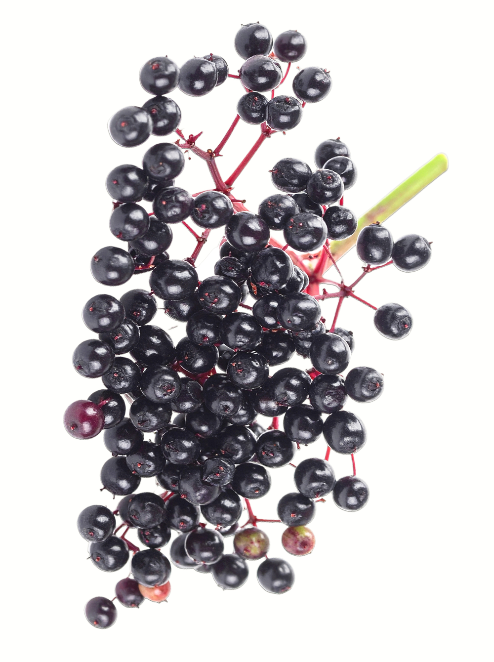 Kvercetín: Antioxidačný flavonoid podporujúci zdravie kostí, svalov a metabolické zdravie