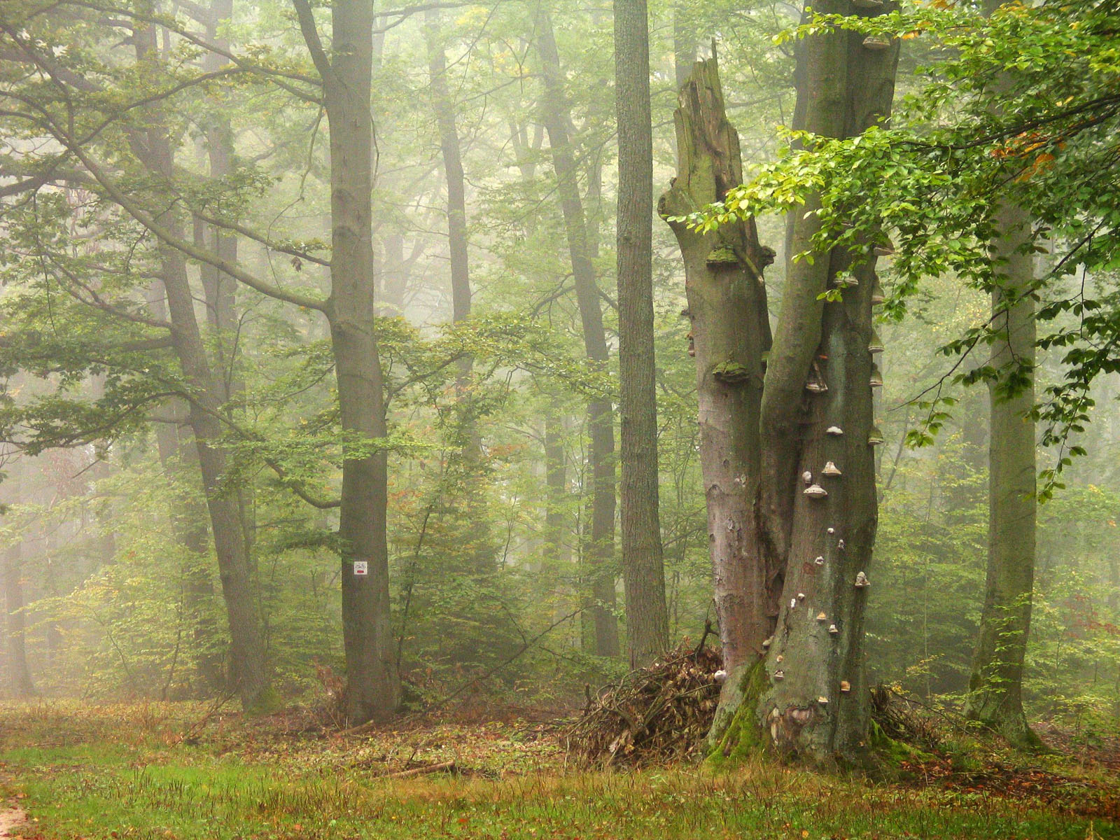 Připravte svou imunitu na podzim v předstihu