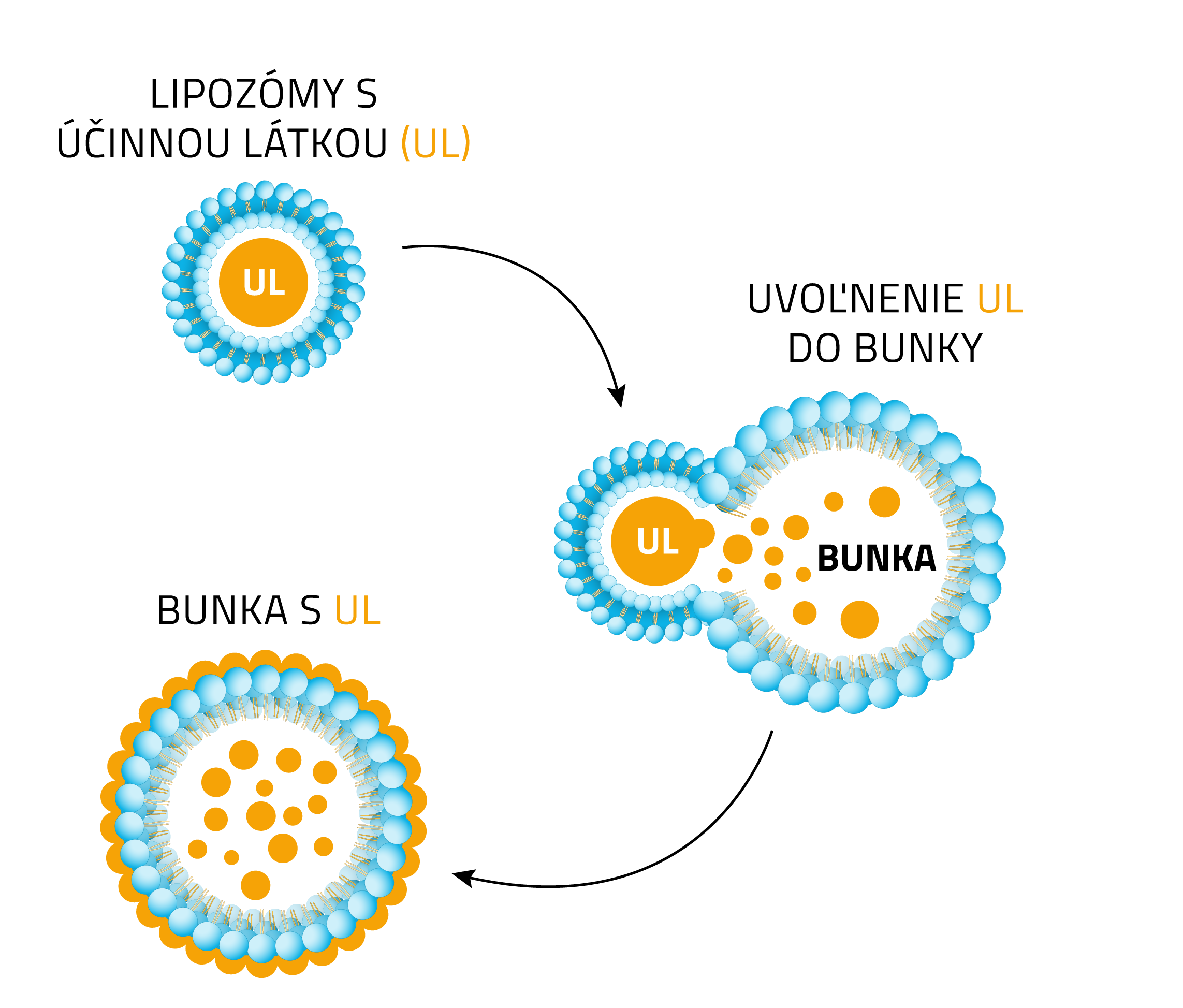 liposomal_scheme_1