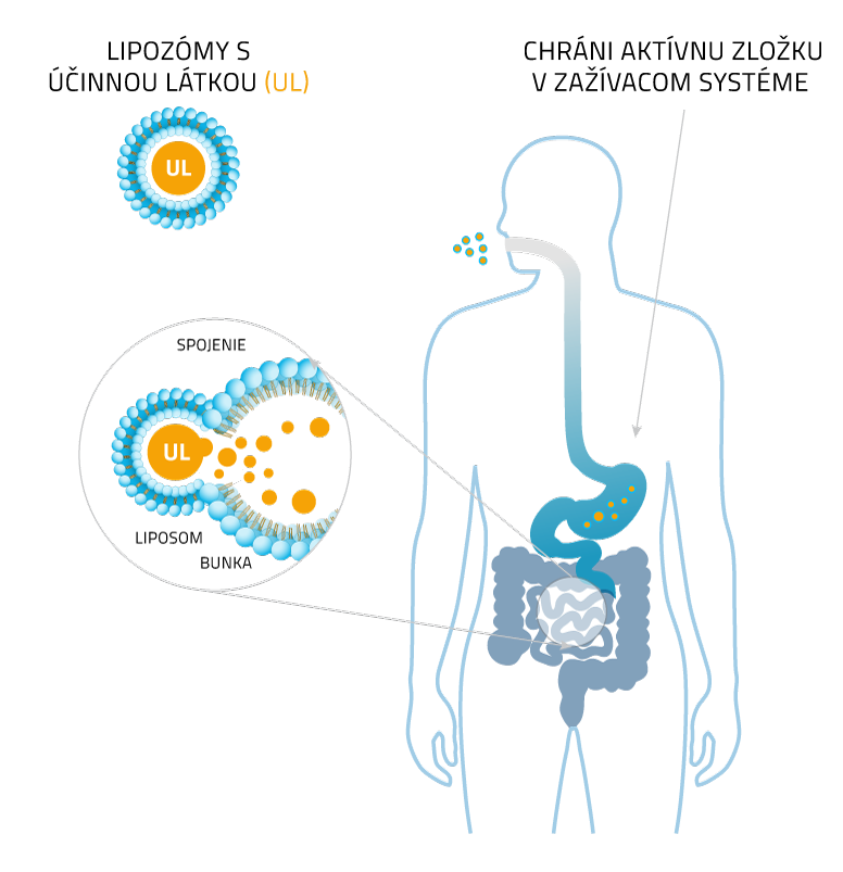 liposomal_scheme_3