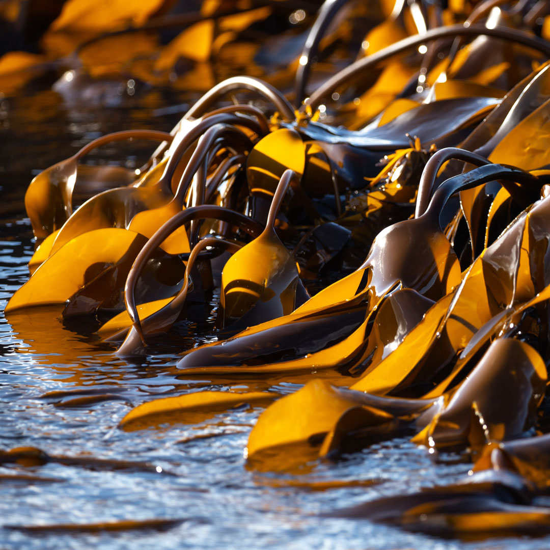 kelp