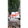 Reishi, EXPIRÁCIA 07/2026