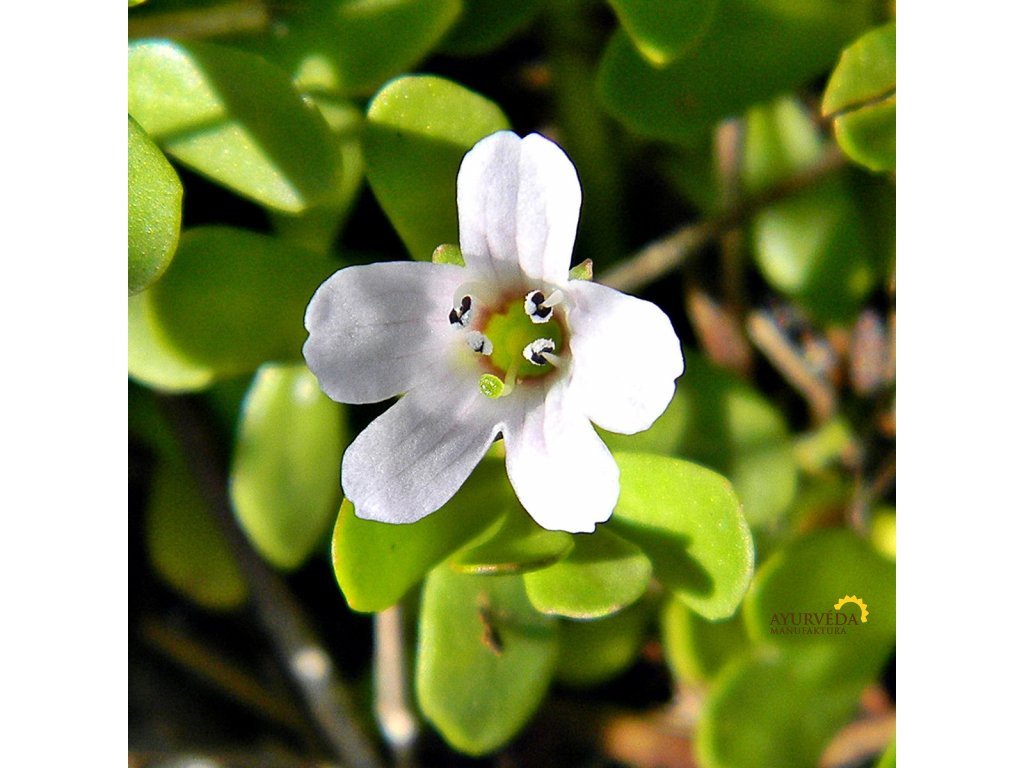 Brahmi, Bakopa drobnolistá - BIO