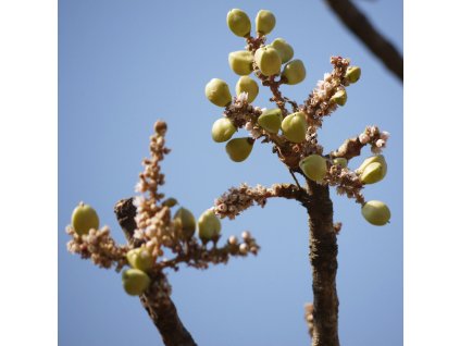 Shallaki, Boswellia serrata - BIO