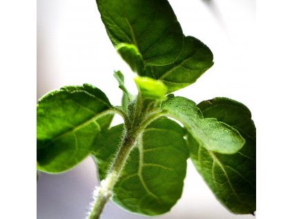 Tulsi - Bazalka indická, BIO